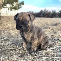 Mello Yello , a male Bullmastiff for sale in Saint Francis, KS – Photo 3 of 9