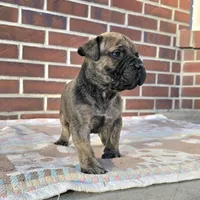 Mello, a male Bullmastiff for sale in Saint Francis, KS – Photo 3 of 7