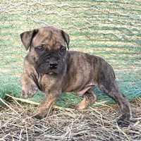 Mello Yello , a male Bullmastiff for sale in Saint Francis, KS – Photo 2 of 9