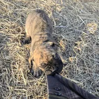 Mello Yello , a male Bullmastiff for sale in Saint Francis, KS – Photo 7 of 9