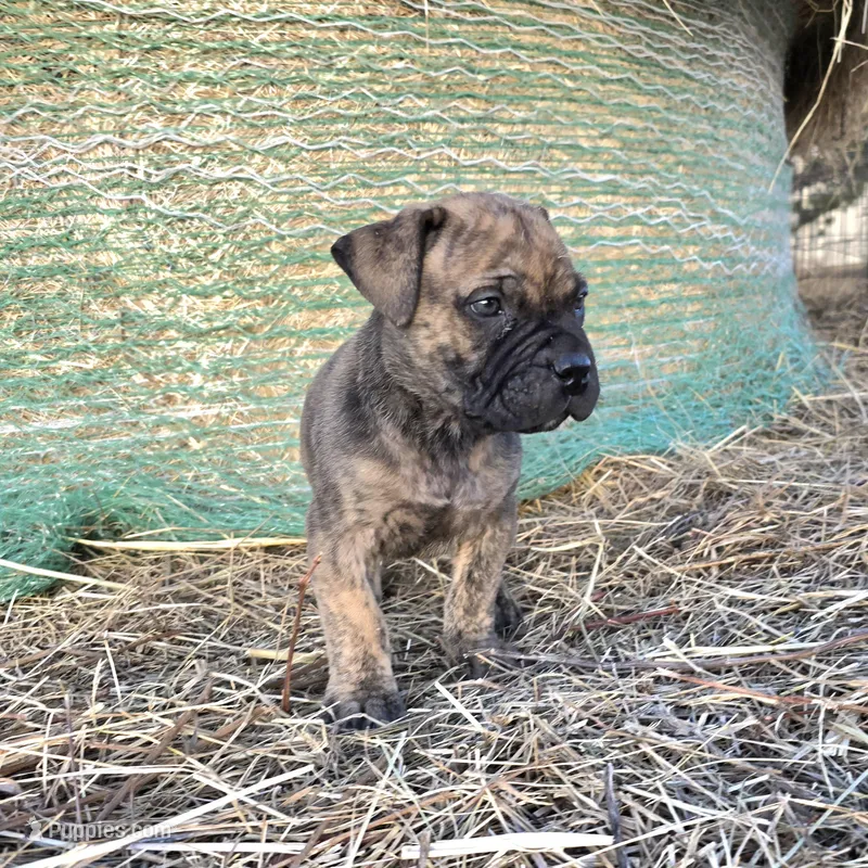 Mello Yello  – Bullmastiff puppy on hold in Saint Francis, KS