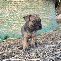 Mello Yello , a male Bullmastiff for sale in Saint Francis, KS – Photo 4 of 9