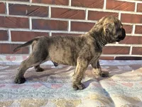 Mello, a male Bullmastiff for sale in Saint Francis, KS – Photo 5 of 7