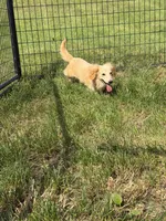 Baymax, a male Dachshund and Miniature Dachshund for sale in Stuart, IA – 7 of 8