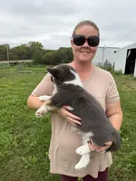 Buddy, a male Cardigan Welsh Corgi and Pembroke Welsh Corgi for sale in Stuart, IA – 3 of 3