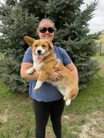 Twinkie , a female Pembroke Welsh Corgi for sale in Stuart, IA – 1 of 5