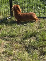 Carnie, a female Dachshund and Miniature Dachshund for sale in Stuart, IA – 3 of 8