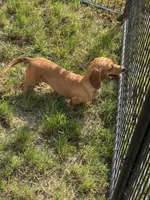 Rouge, a female Dachshund and Miniature Dachshund for sale in Stuart, IA – 3 of 7