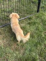 Baymax, a male Dachshund and Miniature Dachshund for sale in Stuart, IA – 4 of 8