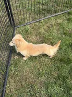 Baymax, a male Dachshund and Miniature Dachshund for sale in Stuart, IA – 5 of 8