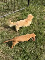 Rouge, a female Dachshund and Miniature Dachshund for sale in Stuart, IA – 6 of 7