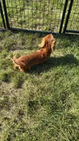 Carnie, a female Dachshund and Miniature Dachshund for sale in Stuart, IA – 2 of 8