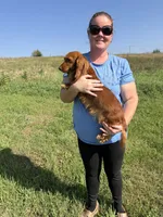 Carnie, a female Dachshund and Miniature Dachshund for sale in Stuart, IA – 7 of 8