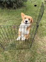 Twinkie , a female Pembroke Welsh Corgi for sale in Stuart, IA – 2 of 5