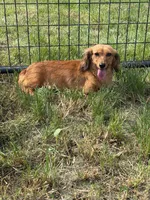 Taffy AKC, a female Dachshund and Miniature Dachshund for sale in Stuart, IA – 5 of 7