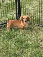 Taffy AKC, a female Dachshund and Miniature Dachshund for sale in Stuart, IA – 3 of 7