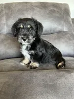 Duke, a male Miniature Schnauzer and Pembroke Welsh Corgi for sale in Stuart, IA – Photo 4 of 4