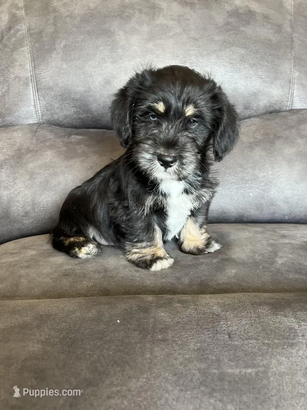 Duke – Miniature Schnauzer, Pembroke Welsh Corgi puppy for sale in Stuart, IA
