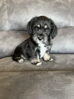 Duke, a male Miniature Schnauzer and Pembroke Welsh Corgi for sale in Stuart, IA – Photo 1 of 4