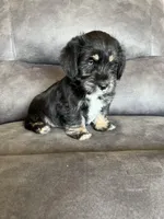 Duke, a male Miniature Schnauzer and Pembroke Welsh Corgi for sale in Stuart, IA – Photo 2 of 4