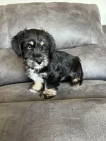 Duke, a male Miniature Schnauzer and Pembroke Welsh Corgi for sale in Stuart, IA – Photo 3 of 4