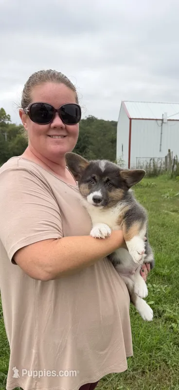 Buddy – Cardigan Welsh Corgi, Pembroke Welsh Corgi puppy for sale in Stuart, IA