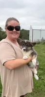 Buddy, a male Cardigan Welsh Corgi and Pembroke Welsh Corgi for sale in Stuart, IA – 1 of 3