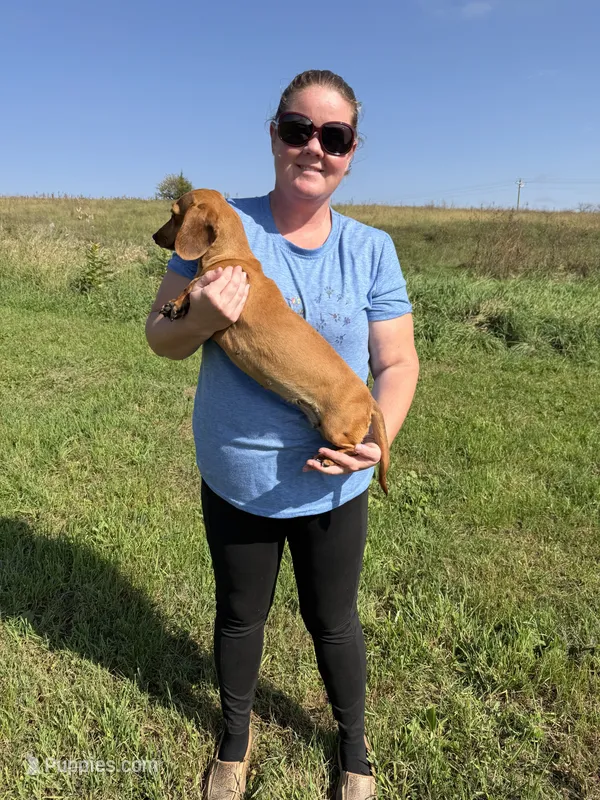 Rouge – Dachshund, Miniature Dachshund puppy for sale in Stuart, IA