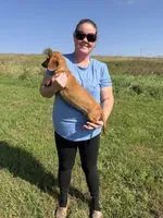 Rouge, a female Dachshund and Miniature Dachshund for sale in Stuart, IA – 1 of 7