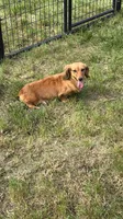 Taffy AKC, a female Dachshund and Miniature Dachshund for sale in Stuart, IA – 7 of 7