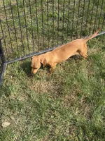 Rouge, a female Dachshund and Miniature Dachshund for sale in Stuart, IA – 5 of 7