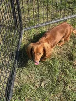 Carnie, a female Dachshund and Miniature Dachshund for sale in Stuart, IA – 5 of 8