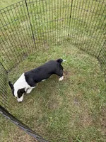 Ellie , a female Pembroke Welsh Corgi for sale in Stuart, IA – 4 of 4