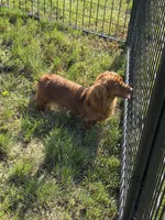 Carnie, a female Dachshund and Miniature Dachshund for sale in Stuart, IA – 4 of 8