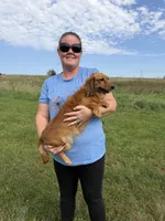 Taffy AKC, a female Dachshund and Miniature Dachshund for sale in Stuart, IA – 6 of 7