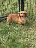 Taffy AKC, a female Dachshund and Miniature Dachshund for sale in Stuart, IA – 1 of 7