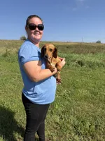 Rouge, a female Dachshund and Miniature Dachshund for sale in Stuart, IA – 4 of 7