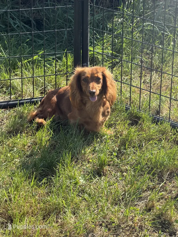 Carnie – Dachshund, Miniature Dachshund puppy for sale in Stuart, IA