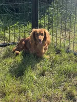 Carnie, a female Dachshund and Miniature Dachshund for sale in Stuart, IA – 1 of 8