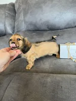 Sammy, a male Dachshund and Miniature Dachshund for sale in Stuart, IA – Photo 6 of 6