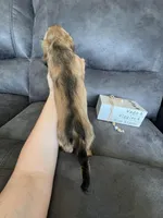 Sammy, a male Dachshund and Miniature Dachshund for sale in Stuart, IA – Photo 5 of 6