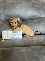 Sammy, a male Dachshund and Miniature Dachshund for sale in Stuart, IA – Photo 2 of 6