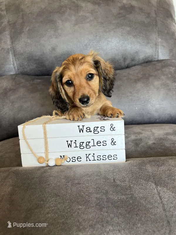 Sammy – Dachshund, Miniature Dachshund puppy for sale in Stuart, IA