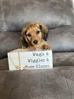 Sammy, a male Dachshund and Miniature Dachshund for sale in Stuart, IA – Photo 1 of 6