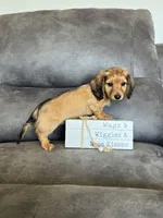 Sammy, a male Dachshund and Miniature Dachshund for sale in Stuart, IA – Photo 3 of 6