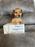 Sammy, a male Dachshund and Miniature Dachshund for sale in Stuart, IA – Photo 4 of 6