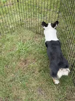 Ellie , a female Pembroke Welsh Corgi for sale in Stuart, IA – 3 of 4