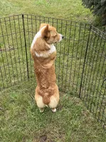 Twinkie , a female Pembroke Welsh Corgi for sale in Stuart, IA – 3 of 5