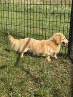 Baymax, a male Dachshund and Miniature Dachshund for sale in Stuart, IA – 2 of 8