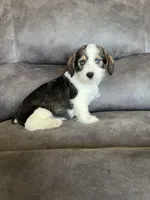 Scout, a male Miniature Schnauzer and Pembroke Welsh Corgi for sale in Stuart, IA – Photo 2 of 3